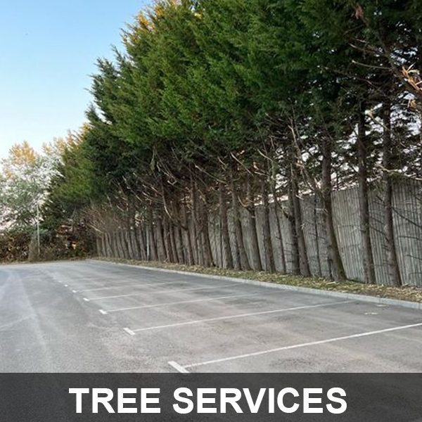 Tree Services